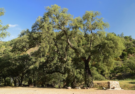 Alcornoque Sierra de Espadán